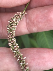 Persicaria lapathifolia