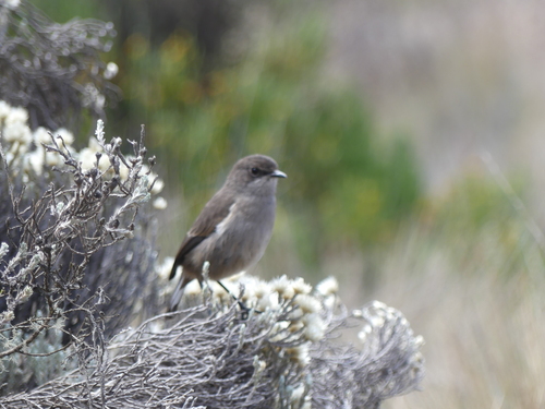 Moorland Chat (Pinarochroa sordida), photo 8