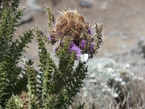 Image of Afrocarduus keniensis by (c) Valentin Moser, some rights reserved (CC BY)