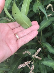 Persicaria lapathifolia