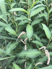 Persicaria lapathifolia