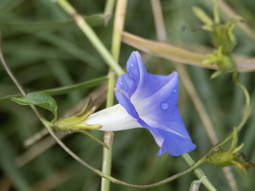 Foto de Corda-de-viola