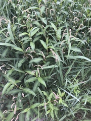 Persicaria lapathifolia
