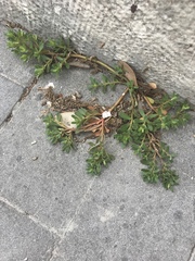 Portulaca oleracea