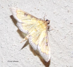 Microthyris anormalis