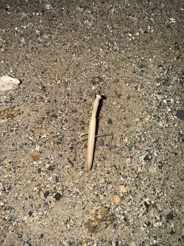 European Mantis