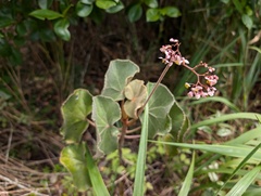 Begonia grisea, photograph Zac Peterson, CC BY, iNaturalist via GBIF