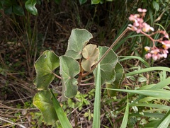 Begonia grisea