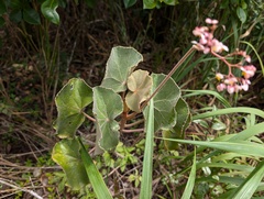 Begonia grisea, photograph Zac Peterson, CC BY, iNaturalist via GBIF