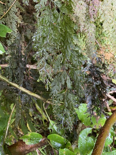 Hymenophyllum scabrum observed 2025-01-10