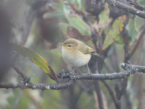 Brown Woodland Warbler (Phylloscopus umbrovirens), photo 2