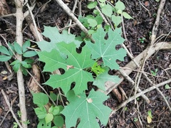 Cnidoscolus aconitifolius