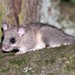 European Fat Dormouse - Photo (c) Martin Grimm, some rights reserved (CC BY-NC), uploaded by Martin Grimm