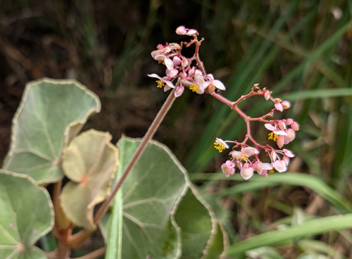 Begonia grisea, photograph 3