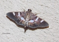 Desmia ufeus