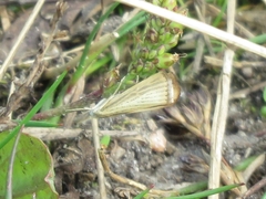 Agriphila straminella