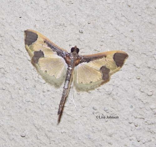 Syllepis marialis Poey, 1832