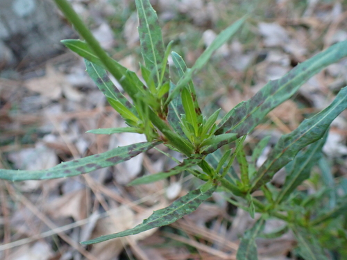 Image of Oenothera simulans by (c) Peter Burka, some rights reserved (CC BY-SA)