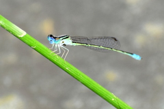 Pseudagrion spencei