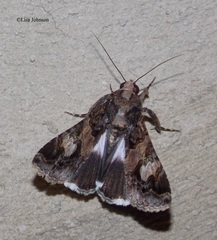 Melipotis famelica