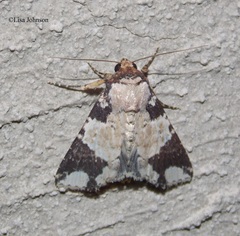 Condica cupentia