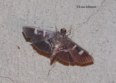 Desmia ufeus