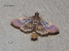 Diaphania lualis