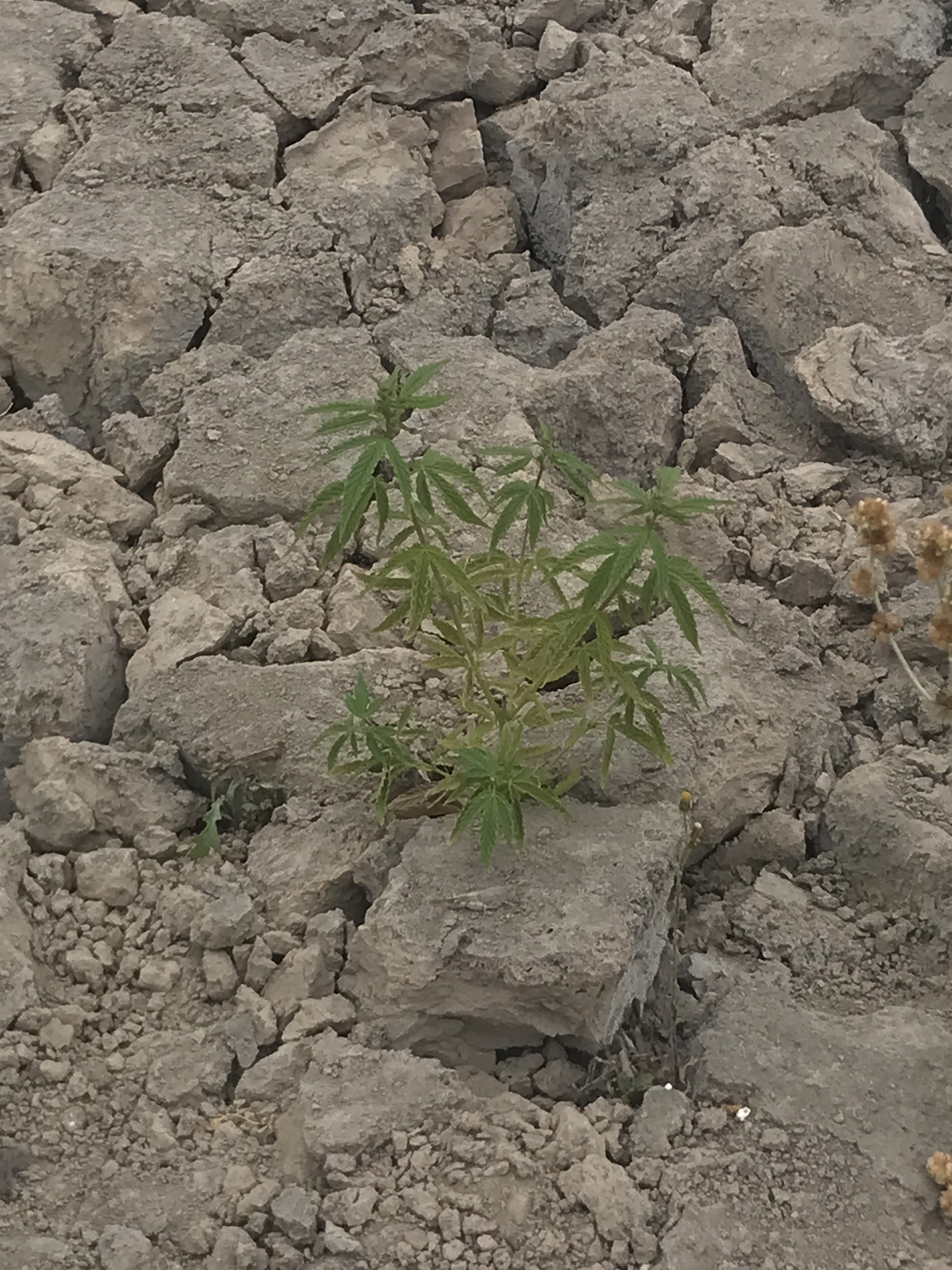 Imagem de Maconha