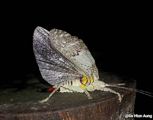 Sathrophyllia femorata