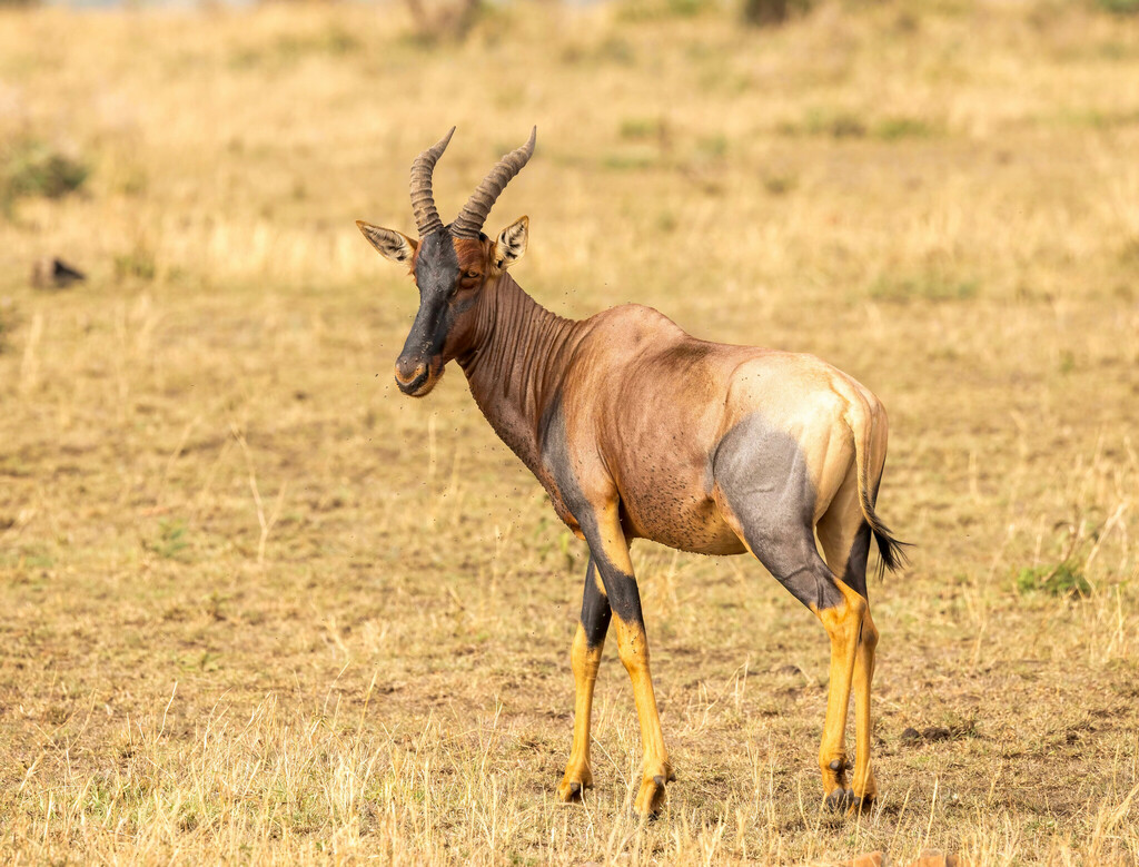 Damaliscus lunatus jimela, Serengeti, Tanzania, by prairieboy