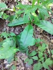 Clintonia