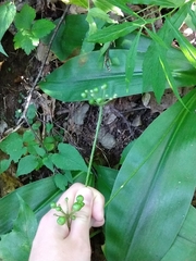 Clintonia