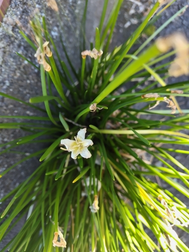 Foto de Lírio-do-brejo