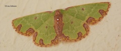 Synchlora xysteraria