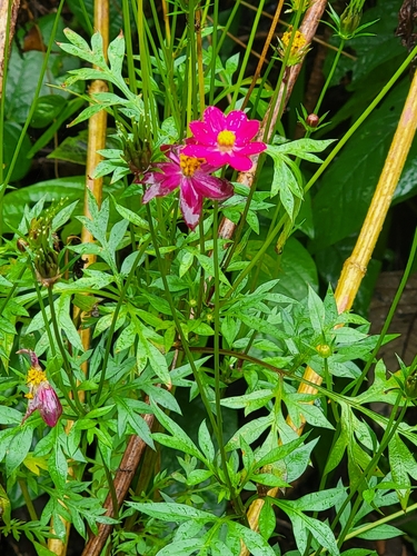 Foto de Cosmos amarelo