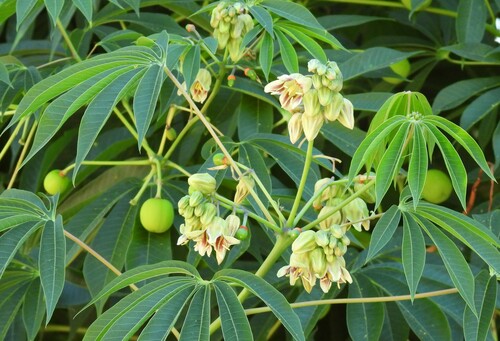 Graham's manihot (Manihot grahamii)