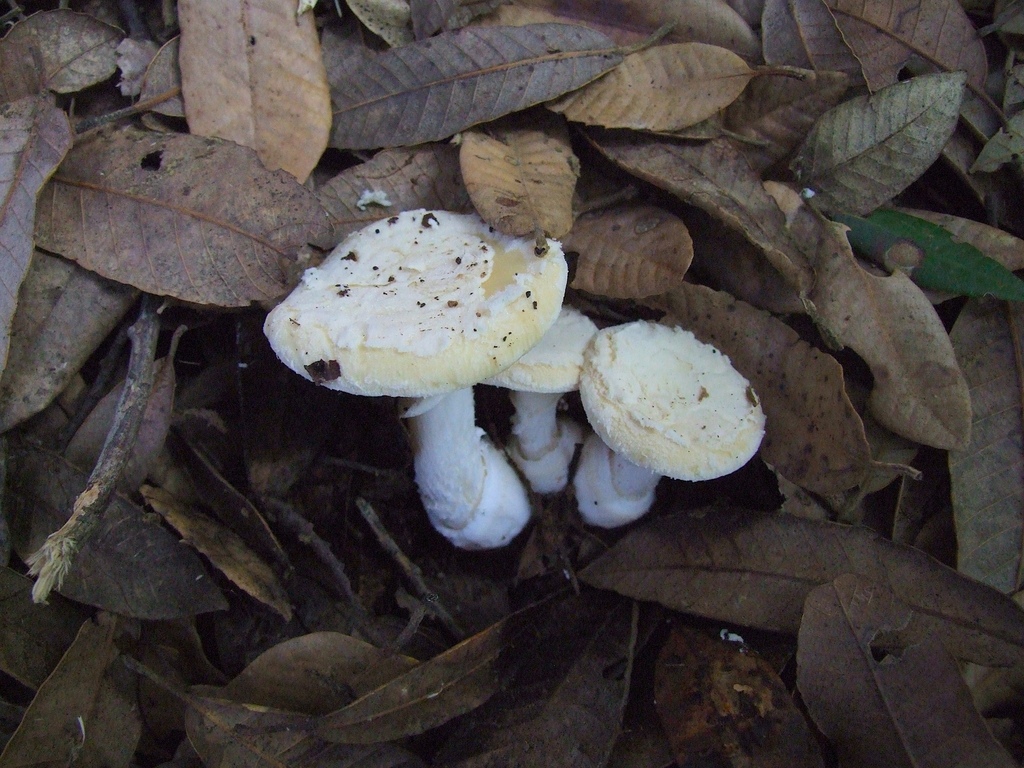 Amanita sp. 'CA02'