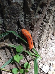 Cimbicidae
