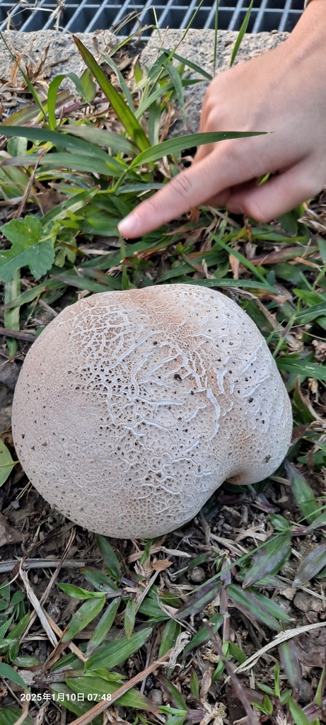 Calvatia cyathiformis · January 2025 · photo: © eureka30 (iNaturalist, cc-by)