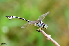 Ictinogomphus