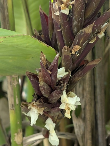 Calathea utilis  iNaturalist