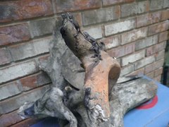 Sceloporus undulatus