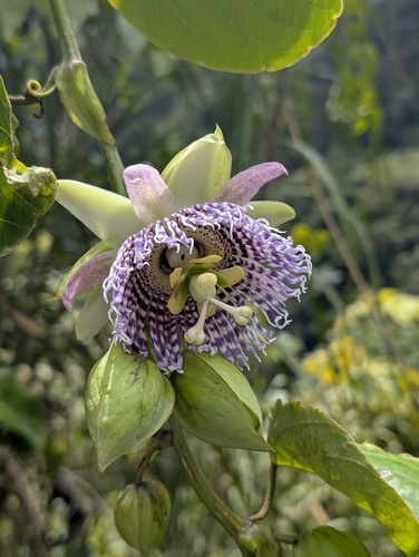 Foto de Maracujá-doce