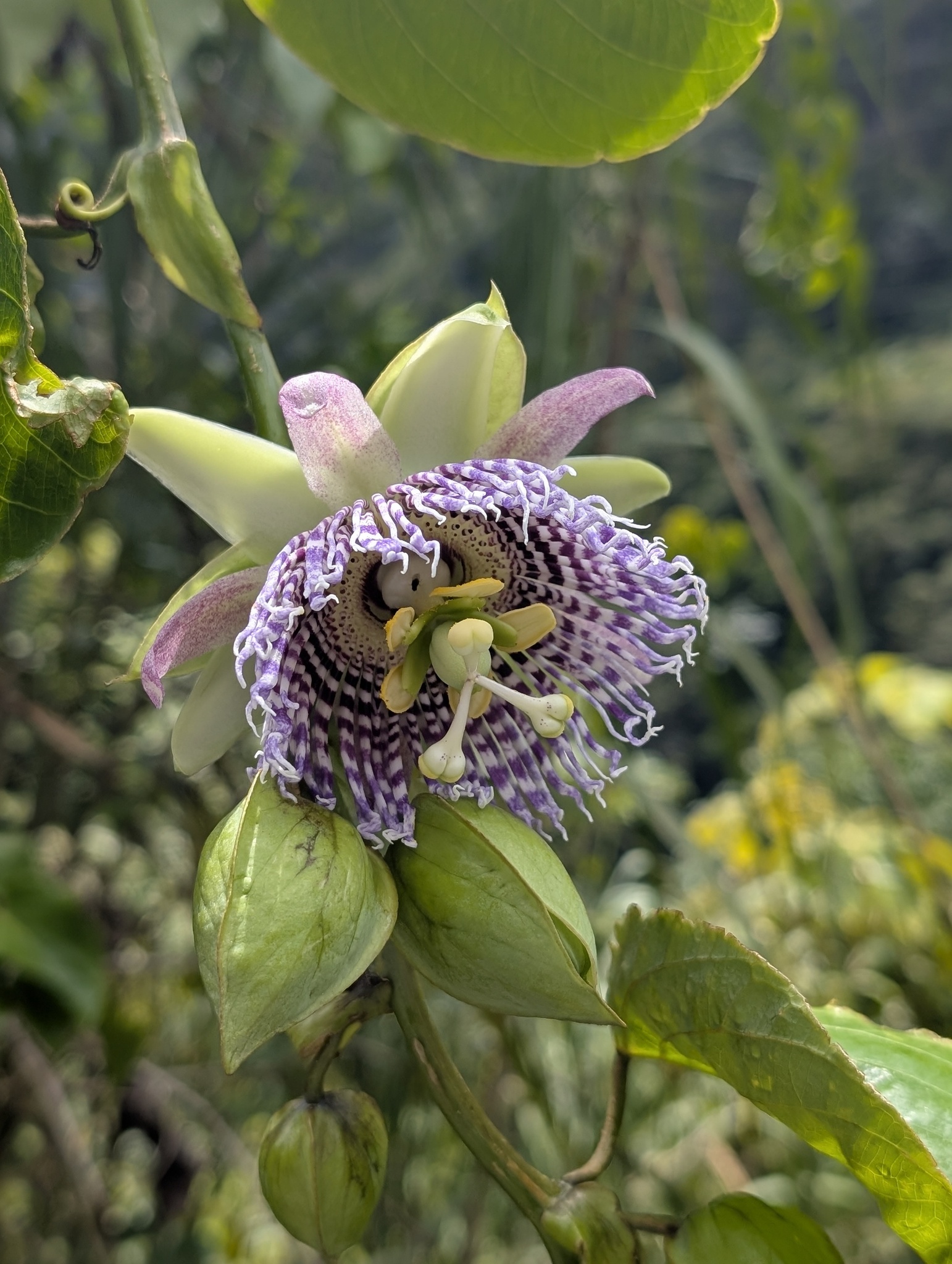 Imagem de Maracujá-doce