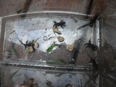 Sceloporus undulatus