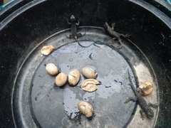 Sceloporus undulatus