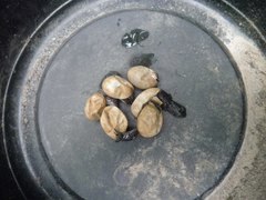 Sceloporus undulatus