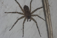 Selenops mexicanus