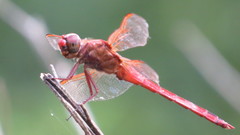 Libellula auripennis
