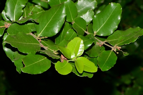 Foto de Peumo